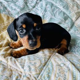 Paris - Black and tan female Dachshund puppy in Holtwood, Pennsylvania from Holly Hill Dachshunds
