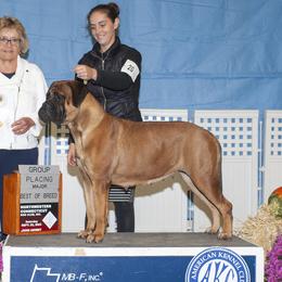 Chili - Bullmastiff