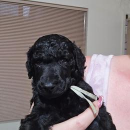 Onyx - Mint Collar - Black male Poodle puppy in Phoenix, Arizona from Desert Diamond Poodles