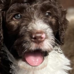 Prancer - Sable male Bernedoodle puppy in Montverde, Florida from Central Florida Bernedoodles