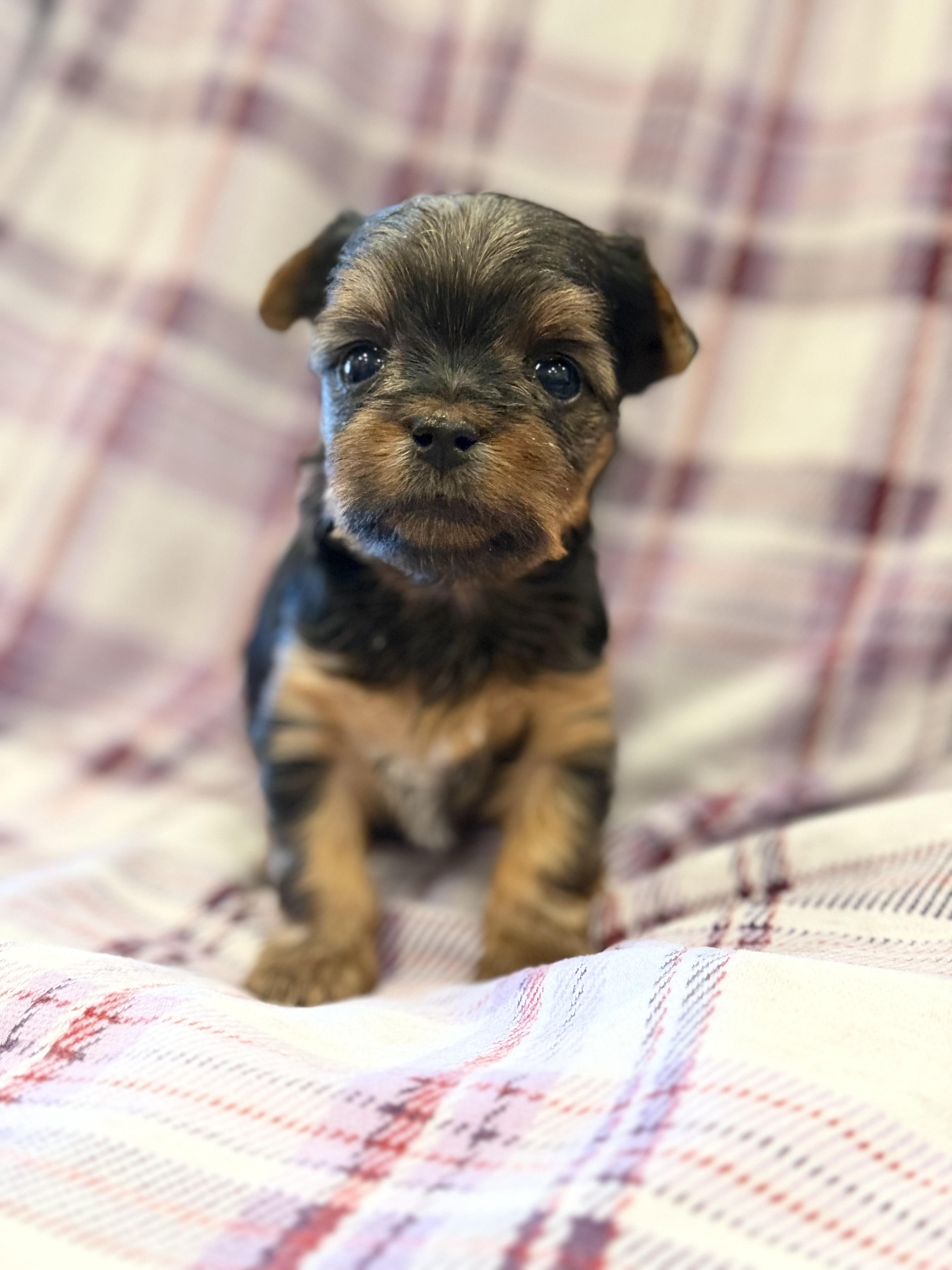 Nice Terriers Cuddles of Cuteness in Texas | Yorkshire Terrier puppies | Good Dog