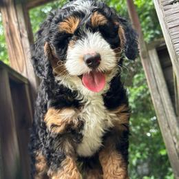 Rocket - Tri-color male Bernedoodle puppy in Florence, South Carolina from Candy Doodles