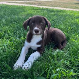 Doc - White and red male Border Collie puppy in Oberlin, Kansas from Hangin R Kennels