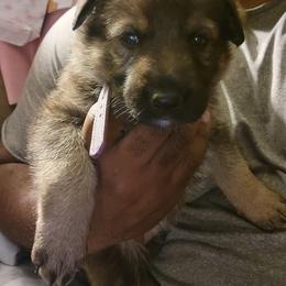 German Shepherd Puppies from Brown PND German Shepherds