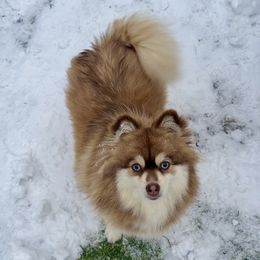 Claire - Pomsky