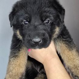 Pink - Black and red female German Shepherd puppy in Tony, Wisconsin from Muddy Acres German Shepherds