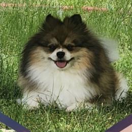 Honey - Pomeranian