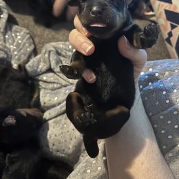 Rottweiler Puppies from Vom Arnold-Hause Rottweilers