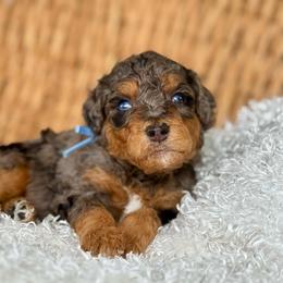 Blue - Blue merle male Bernedoodle puppy in Hesperia, Michigan from Red Acres Poodles & Doodles