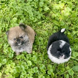 Pomeranian Puppies from POMS USA