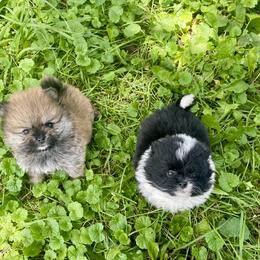 Pomeranian Puppies from POMS USA