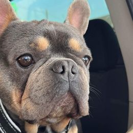 Bulldogs and French Bulldogs from A_Toda_Madre