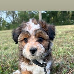 Girl 4 - Sable female Aussiedoodle puppy in Hillsboro, Illinois from Perfect Paws Puppies