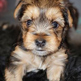 Thor - Black and tan male Yorkshire Terrier puppy in Vancouver, Washington from Yorkastle Kennels