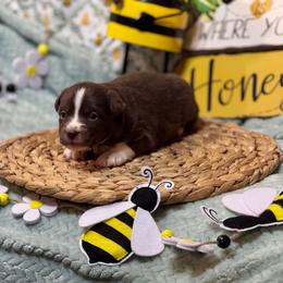 Louis - Red & white male Miniature Australian Shepherd puppy in California from Eagle River Aussies