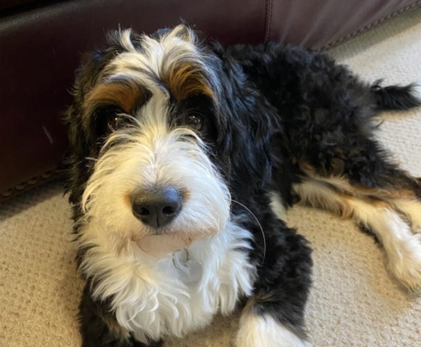 Sugar Sweet Bernedoodles in Idaho Bernedoodle puppies Good Dog