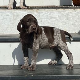 German Shorthaired Pointer Puppies from Copper Ridge Stables