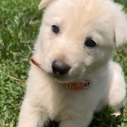 W-B-3 split transport fee using my trusted transport - White male German Shepherd puppy in Yuba City, California from Barton’s German Shepherds