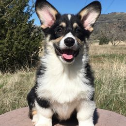 Adorable BH Tri Male - Black and tan Pembroke Welsh Corgi puppy in Tehachapi, California from Three Heart's Pembroke Welsh Corgis