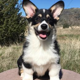 Adorable BH Tri Male - Black and tan Pembroke Welsh Corgi puppy in Tehachapi, California from Three Heart's Pembroke Welsh Corgis