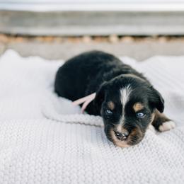 Mercury - Black tri female Miniature Australian Shepherd puppy in Enoch, Utah from Twisted H Aussies