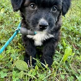 Girl 5 - Red tri-color female Aussiedoodle puppy in Hillsboro, Illinois from Perfect Paws Puppies