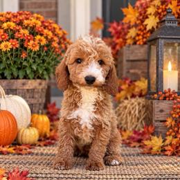Arlo - Apricot male Goldendoodle puppy in Swartz Creek, Michigan from Michigan Doodles
