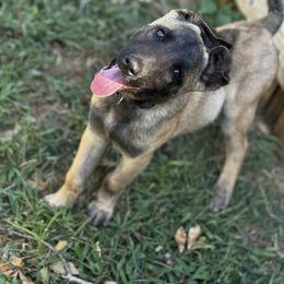 Apollo - Fawn male Belgian Malinois puppy in Greenville, South Carolina from Vuurhart Herders