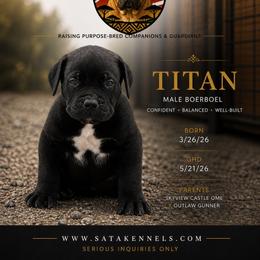 Titan (Blue) - Black male Boerboel puppy in Delta, Colorado from SATA Kennels