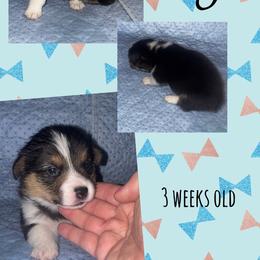 Luigi - Black and tan male Pembroke Welsh Corgi puppy in Dickinson, Texas from Careaga Farms