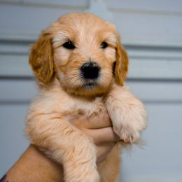 Phoebus (sky blue) - Apricot male Goldendoodle puppy in Portsmouth, Virginia from Hopping Howlers Ranch
