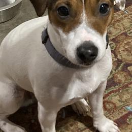 Russell Terriers from Royal Russells Ranch