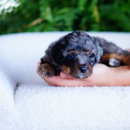 Patches - Merle female Bernedoodle puppy in Washington from Doodle Love