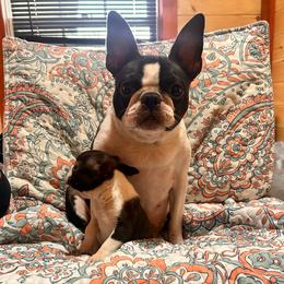 Willow - Boston Terrier