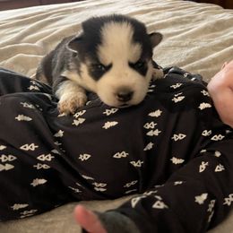 Pomsky and Siberian Husky Puppies from Osiris’s Siberians & Pomskies