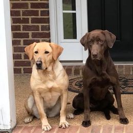 Labrador Retrievers from Rockn Ridge Retrievers LLC