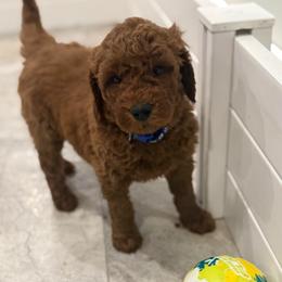 Blue Collar - Red  male Poodle puppy in Orange, Connecticut from Shamrock’s Poodles
