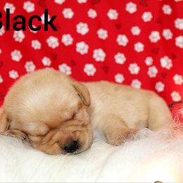 Black - Yellow female Labrador Retriever puppy in Parma, Idaho from Campbell Valley Labradors