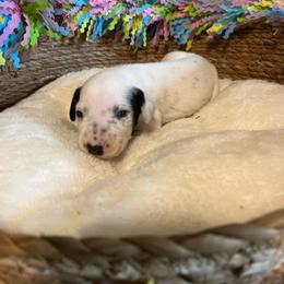 Chocolate Chip- Black- HUA - White and black male Dalmatian puppy in Claremore, Oklahoma from Lotsofdots Dalmatians