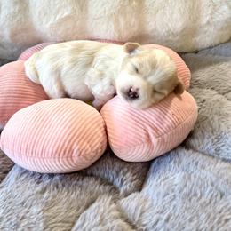 Peach - White female Coton de Tulear puppy in Palm Desert, California from Cotoncutie