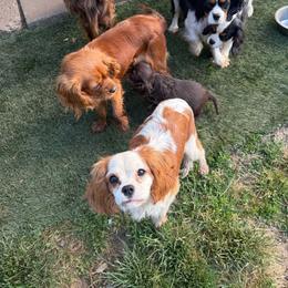 Cavalier King Charles Spaniel puppies from Green Acres Nextgen