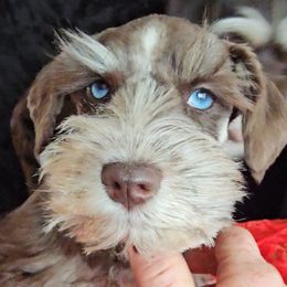 Benjamin has double blue eyes - Liver male Miniature Schnauzer puppy in Panama City, Florida from Emerald Coast Schnauzers