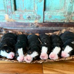 Brown collar - Black rust and white male Bernese Mountain Dog puppy in Altura, Minnesota from Bluffside Berners
