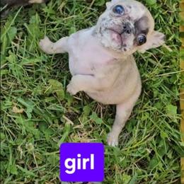 Girl 1 - Fawn brindle and white female French Bulldog puppy in Lansing, Michigan from Black Thunder 517 Dachshunds and frenchies