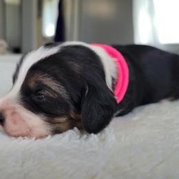 Betsy - Black tri-color female Assorted Doodle Crosses puppy in Blackfoot, Idaho from Lucky Pup Meadows