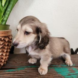Cobain - Cream male Dachshund puppy in Lindsay, California from Lewis Creek Dachshunds