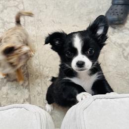 Shadow - Black and white male Chihuahua puppy in Dayton, Ohio from Petite Pups
