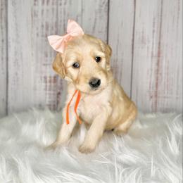 Vanilla - Cream female Goldendoodle puppy in Miami, Florida from Jade’s Paws & Co. Of Miami LLC