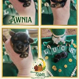 Awnia - Black and tan female Yorkshire Terrier puppy in Moses Lake, Washington from Harmony Hills Yorkies