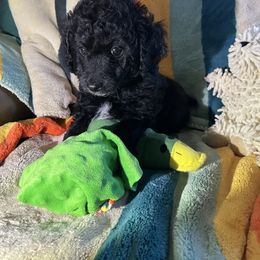 Buck - Black male Poodle puppy in St George, Utah from Pearson's Poodles